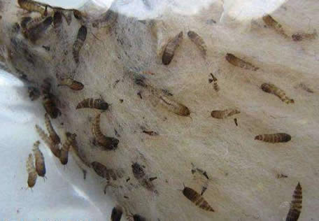 厕所小飞虫太多?教你简单一招,小飞虫再也不敢来(图) 厕所小飞虫太多?教你简单一招,小飞虫再也不敢来(图)