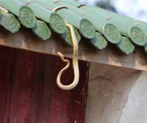 有蛇进家门是什么征兆:好不好该怎么处理 有蛇进家门是什么征兆:好不好该怎么处理