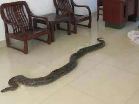 有蛇进家门是什么征兆:好不好该怎么处理 有蛇进家门是什么征兆:好不好该怎么处理