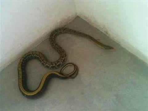 有蛇进家门是什么征兆:好不好该怎么处理 有蛇进家门是什么征兆:好不好该怎么处理