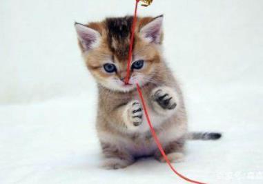 养猫的好处:好处多多看完赶快养一只(图) 养猫的好处:好处多多看完赶快养一只(图)