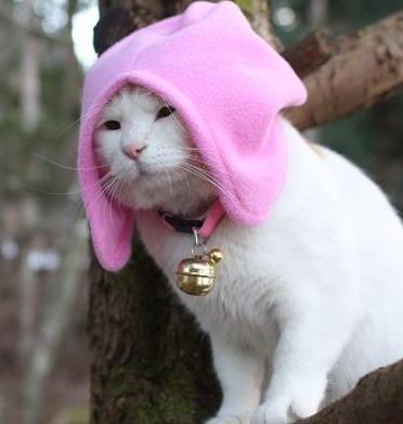 养猫的好处:好处多多看完赶快养一只(图) 养猫的好处:好处多多看完赶快养一只(图)