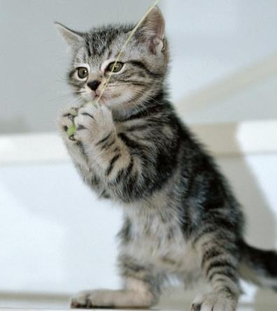 养猫的好处:好处多多看完赶快养一只(图) 养猫的好处:好处多多看完赶快养一只(图)