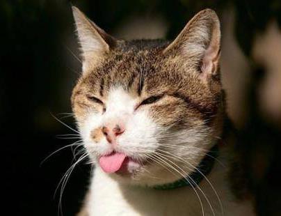 养猫的好处:好处多多看完赶快养一只(图) 养猫的好处:好处多多看完赶快养一只(图)