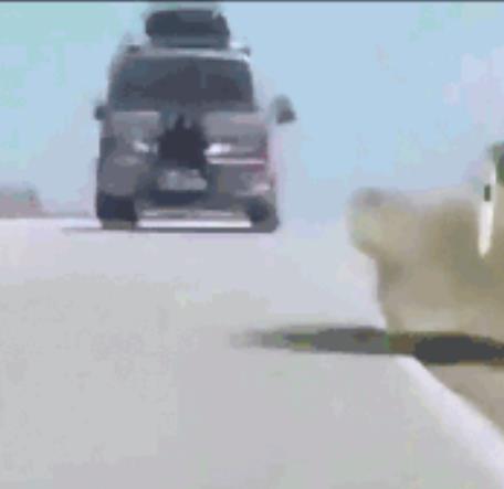 父亲将女儿栓车尾：13岁女儿栓车尾驰行（图）