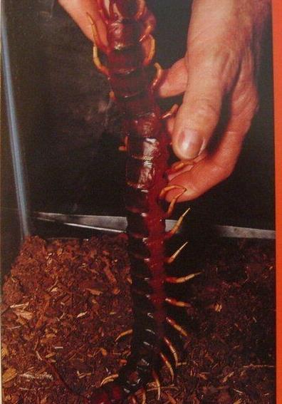 秘鲁巨人蜈蚣：盘点巨人蜈蚣图片（组图）