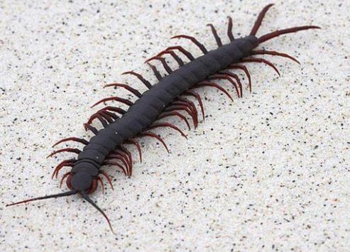 秘鲁巨人蜈蚣：盘点巨人蜈蚣图片（组图）