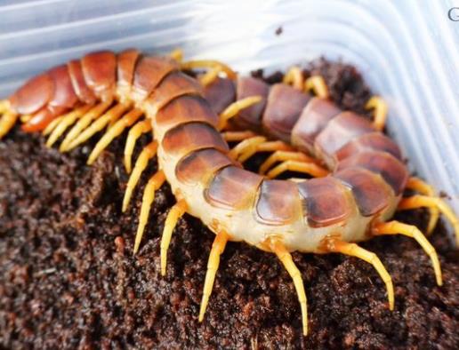 秘鲁巨人蜈蚣：盘点巨人蜈蚣图片（组图）