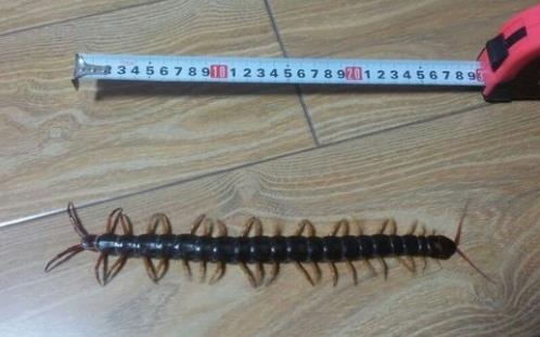 秘鲁巨人蜈蚣：盘点巨人蜈蚣图片（组图）