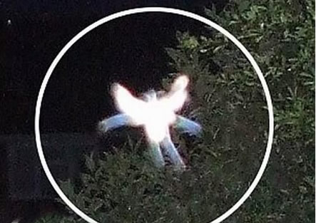 真的有人拍到了小精灵:只存科幻童话里的生物你见过吗 真的有人拍到了小精灵:只存科幻童话里的生物你见过吗