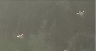 真的有人拍到了小精灵:只存科幻童话里的生物你见过吗 真的有人拍到了小精灵:只存科幻童话里的生物你见过吗