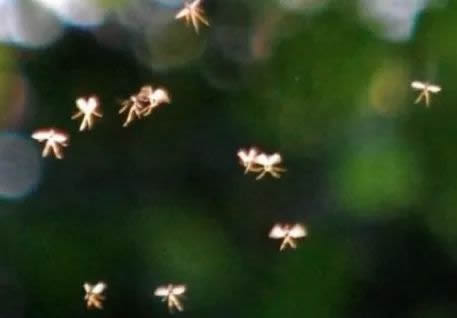 真的有人拍到了小精灵:只存科幻童话里的生物你见过吗 真的有人拍到了小精灵:只存科幻童话里的生物你见过吗