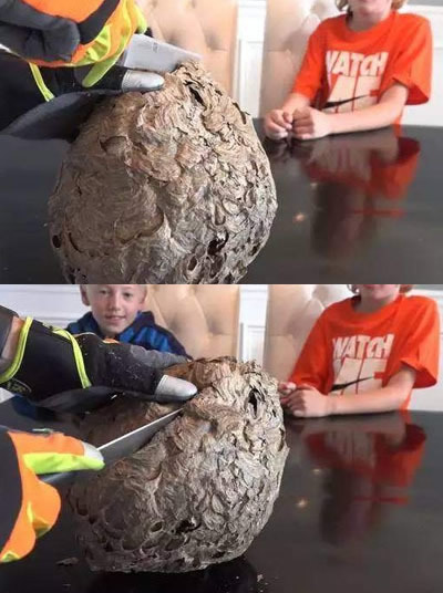 大蜂巢切两半里面东西让人大惊（组图）