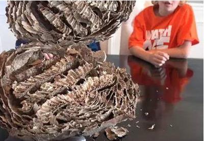 大蜂巢切两半里面东西让人大惊（组图）