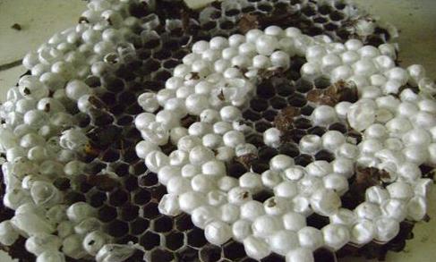 大蜂巢切两半里面东西让人大惊（组图）