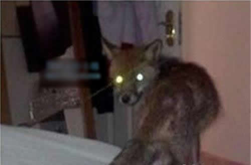 与动物有关的灵异事件：讲述民间动物灵异事件