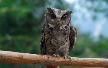 与动物有关的灵异事件:讲述民间动物灵异事件 与动物有关的灵异事件:讲述民间动物灵异事件