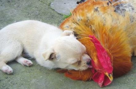 与动物有关的灵异事件:讲述民间动物灵异事件 与动物有关的灵异事件:讲述民间动物灵异事件