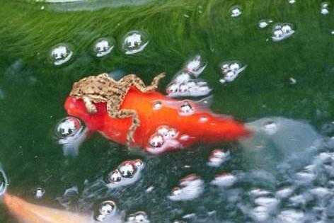 与动物有关的灵异事件：讲述民间动物灵异事件