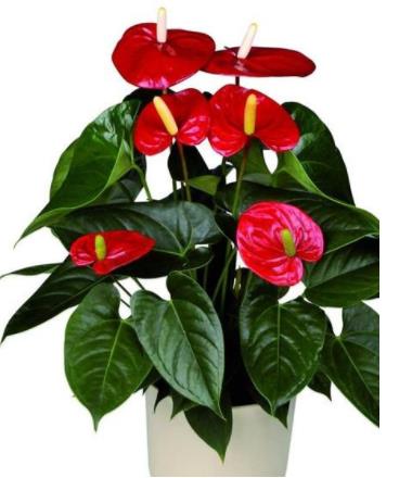 一年四季都盛开的花是什么花(附花的花语)