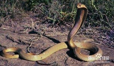 蛇最怕什么气味：刺激性气味物质（图）