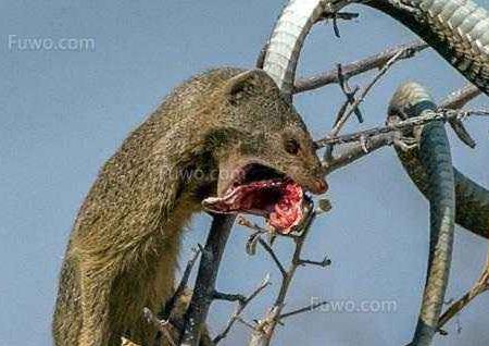 蛇最怕什么东西：快来了解以后用得着（图）