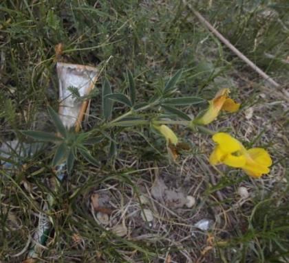 蛇最怕什么动物和植物：幼体无毒蛇鸡都能对付