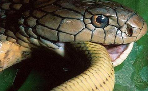 眼镜王蛇最怕什么：最大的毒蛇眼镜王蛇的天敌盘点