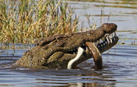眼镜王蛇最怕什么：最大的毒蛇眼镜王蛇的天敌盘点