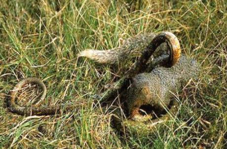 眼镜王蛇最怕什么：最大的毒蛇眼镜王蛇的天敌盘点