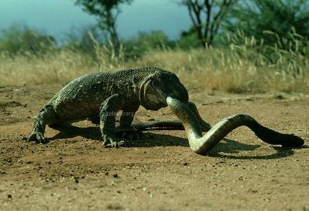 眼镜王蛇最怕什么:最大的毒蛇眼镜王蛇的天敌盘点 眼镜王蛇最怕什么:最大的毒蛇眼镜王蛇的天敌盘点