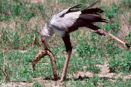 眼镜王蛇最怕什么：最大的毒蛇眼镜王蛇的天敌盘点