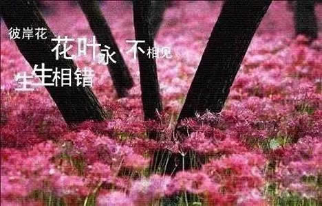 彼岸花的真正故事:因开和落各一千年则永不相见(图) 彼岸花的真正故事:因开和落各一千年则永不相见(图)