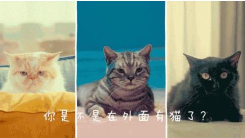 全民为喵宣誓!天猫是这么做的 全民为喵宣誓!天猫是这么做的