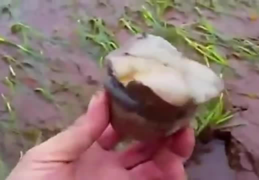 洪水退去,草里许多大家伙就露出了头,带回家都是难得的美味