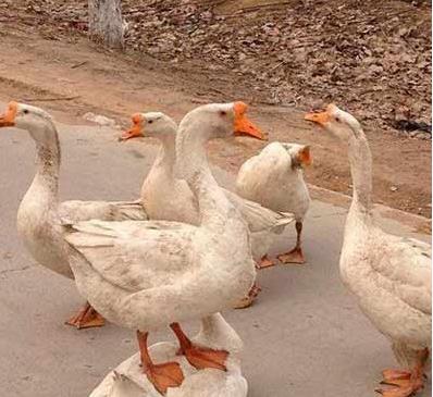 我想问下上面的这只鸭子，谁让你这么屌的