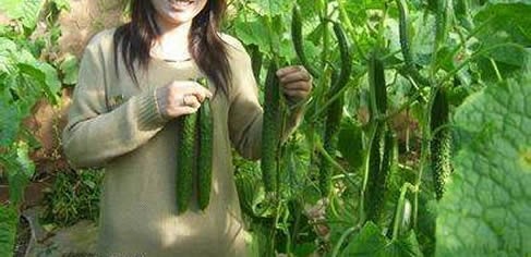 黄瓜是绿色的,为什么要叫“黄”瓜?名字由来的故事(图) 黄瓜是绿色的,为什么要叫“黄”瓜?名字由来的故事(图)