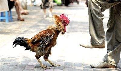 撞死鸡赔6000：这么贵的鸡是怎么回事详情揭晓