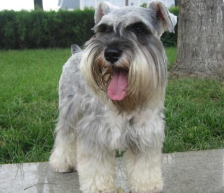 狗狗名字10大小型犬：可爱小巧玲珑的狗狗简介