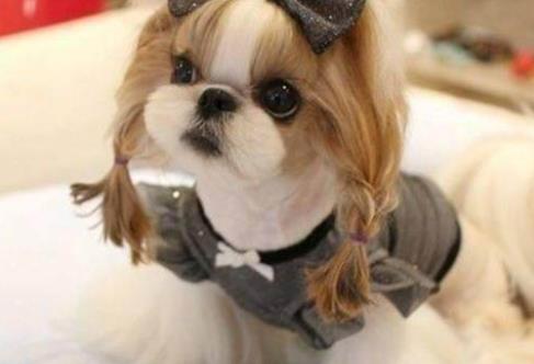 狗狗名字10大小型犬：可爱小巧玲珑的狗狗简介