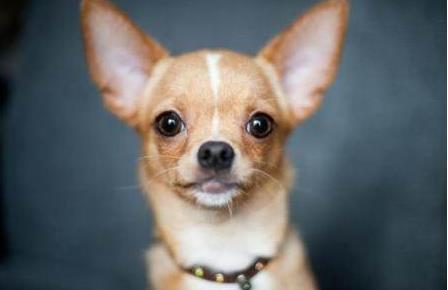 狗狗名字10大小型犬：可爱小巧玲珑的狗狗简介
