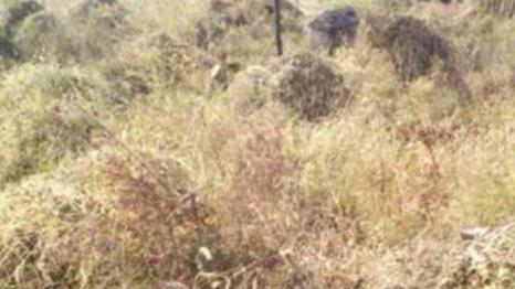 揭开桃花源记恐怖真相:有人提出是墓地的真相 揭开桃花源记恐怖真相:有人提出是墓地的真相