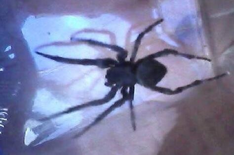 家里有大蜘蛛：意味着什么,大蜘蛛进家里代表什么