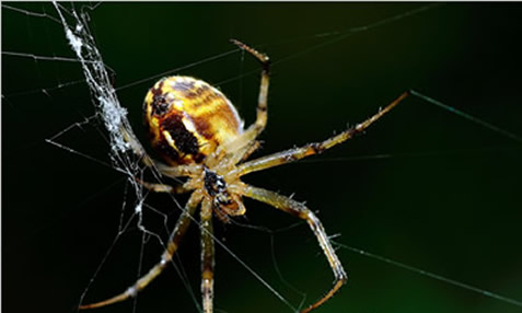 家里有大蜘蛛：意味着什么,大蜘蛛进家里代表什么