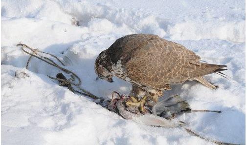 海东青是什么：世界上飞得最高和最快的鸟（图）