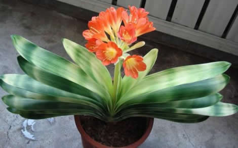 君子兰的养殖方法和注意事项（5个步骤3个注意事项）