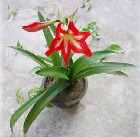 君子兰的养殖方法和注意事项（5个步骤3个注意事项）