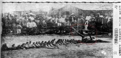 龙是怎么来的揭晓：国家隐瞒龙了吗及现实中的龙事件