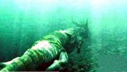 龙是怎么来的揭晓：国家隐瞒龙了吗及现实中的龙事件