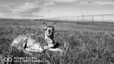 重识自己，借这款手机的镜头开掘人生诗意